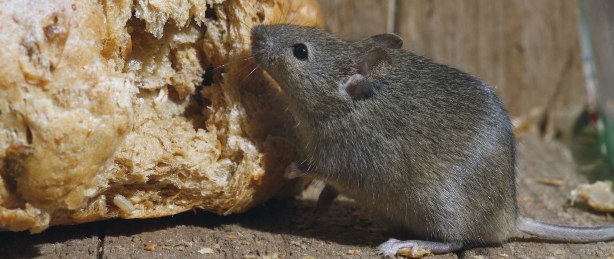 Das hilft wirklich gehen eine Mäuseplage im Haus